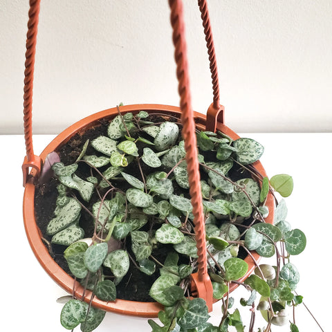 String of Hearts