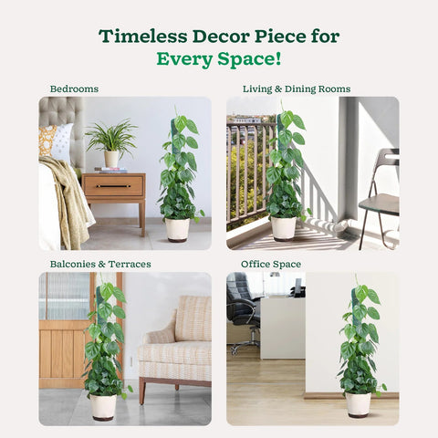 Philodendron Oxycardium Green XL