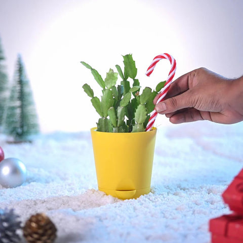 Christmas Cactus