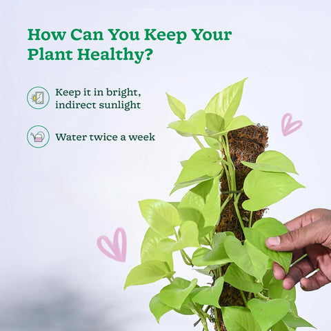 Money Plant Golden XL