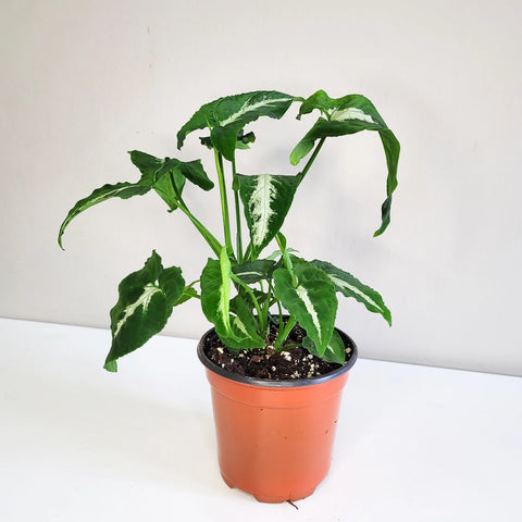 Syngonium Wendlandii