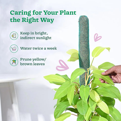 Philodendron Ceylon Gold XL