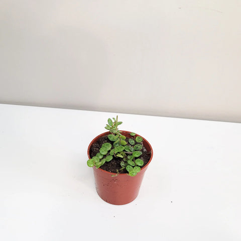 Peperomia Prostrata - String of Turtles