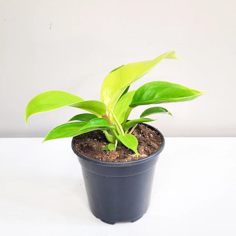 Philodendron Hederaceum 'Moonlight'