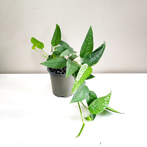 Epipremnum Pinnatum - Cebu Blue Pothos