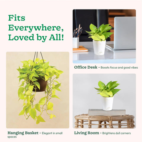 Money Plant Golden