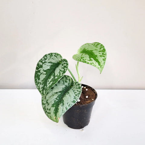 Scindapsus Pictus Exotica - Silver Pothos