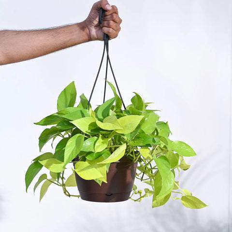 Money Plant Golden