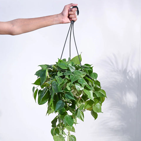 Philodendron Oxycardium Green