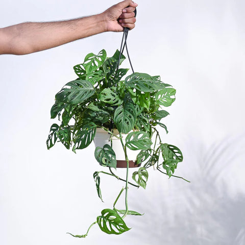 Philodendron Broken Heart
