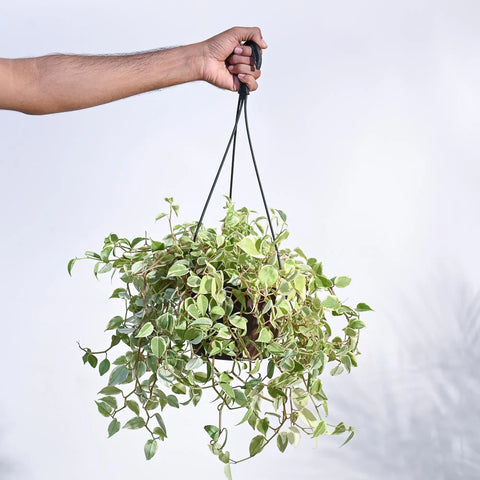 Peperomia Obtusifolia - Variegated