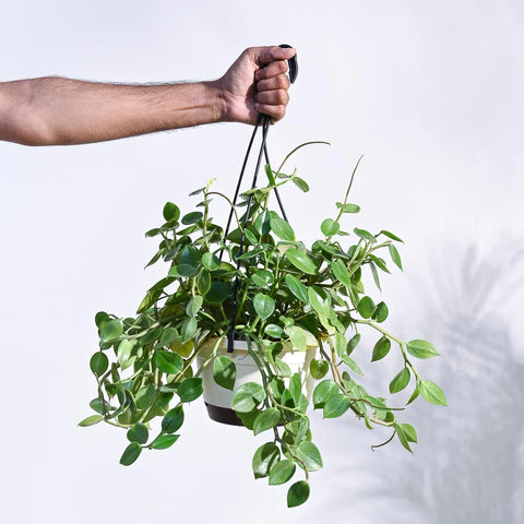 Peperomia Obtusifolia - Green