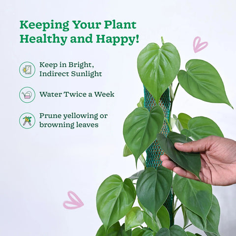 Philodendron Oxycardium Green XL