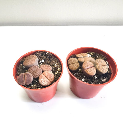 Lithops Fulviceps - Living Stones