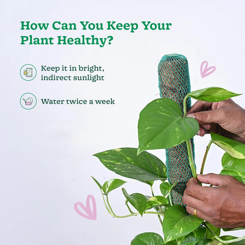 Money Plant Variegated XL