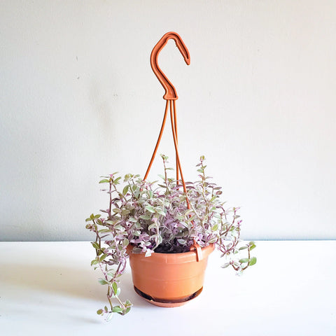 Callisia Repens - Pink Lady