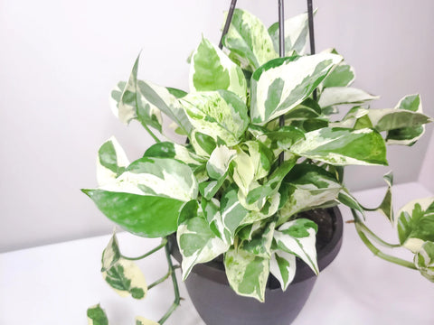 Epipremnum Aureum - Pearls and Jade Pothos