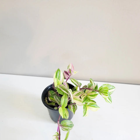 Tradescantia Zebrina Quadricolour