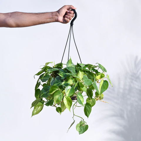 Philodendron Oxycardium Brasil Variegated