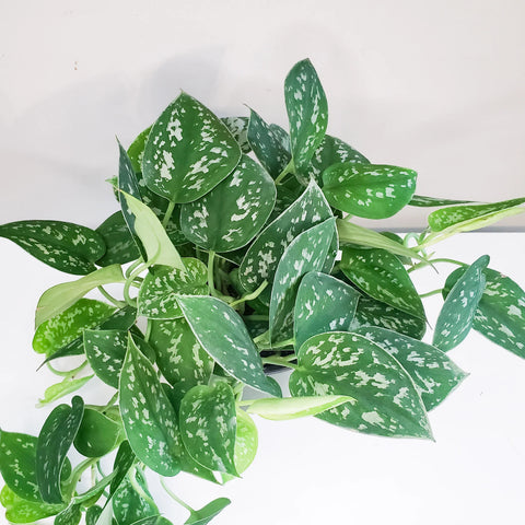Money Plant Satin - Scindapsus Pictus Argyraeus