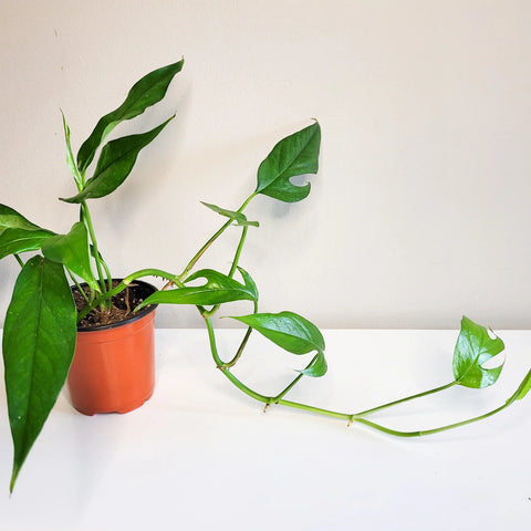 Epipremnum Pinnatum - Baltic Blue Pothos
