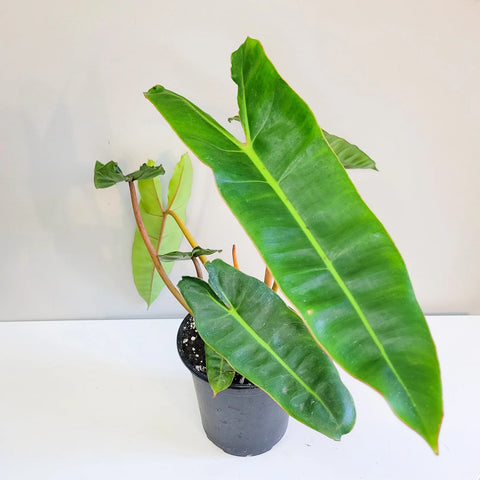 Philodendron Billietiae