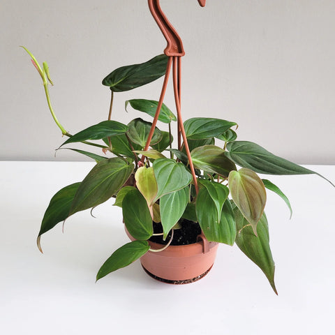Philodendron Micans