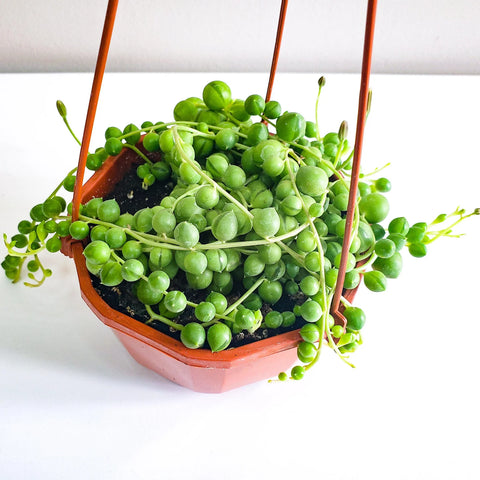 String of Pearls