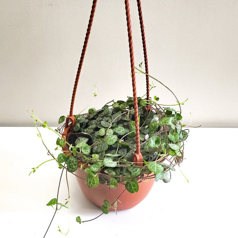 String of Hearts