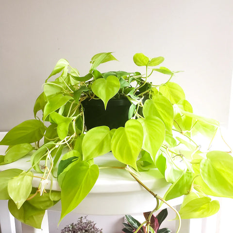 Philodendron Hederaceum - Lemon Lime