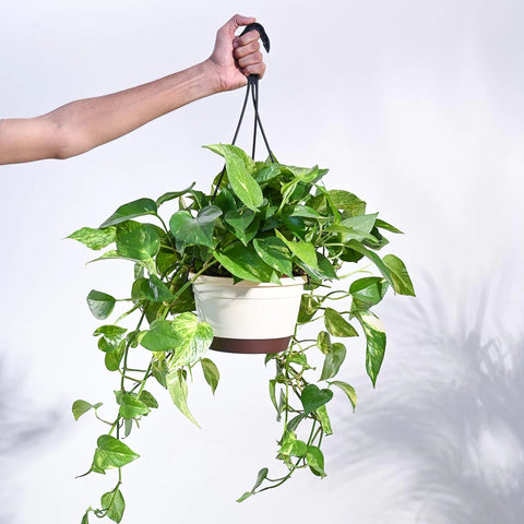 Money Plant Variegated