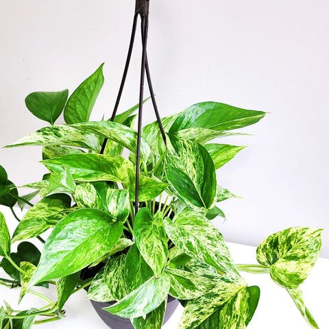 Money Plant Marble