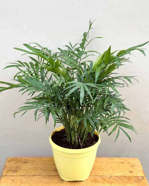 Parlour Palm