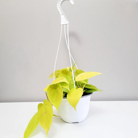 Philodendron Hederaceum - Lemon Lime