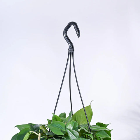 Philodendron Oxycardium Green