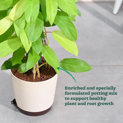 Philodendron Ceylon Gold XL
