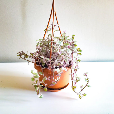 Callisia Repens - Pink Lady