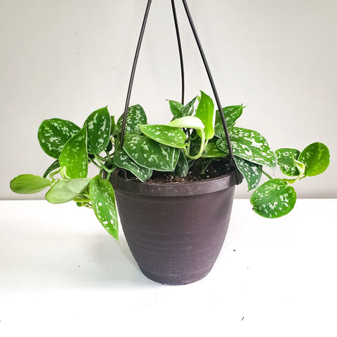 Money Plant Satin - Scindapsus Pictus Argyraeus