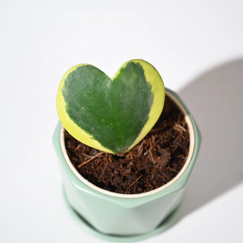 Heart Hoya - Variegated
