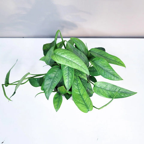 Epipremnum Pinnatum - Cebu Blue Pothos