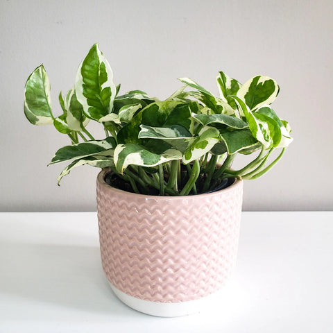 Epipremnum Aureum - Pearls and Jade Pothos