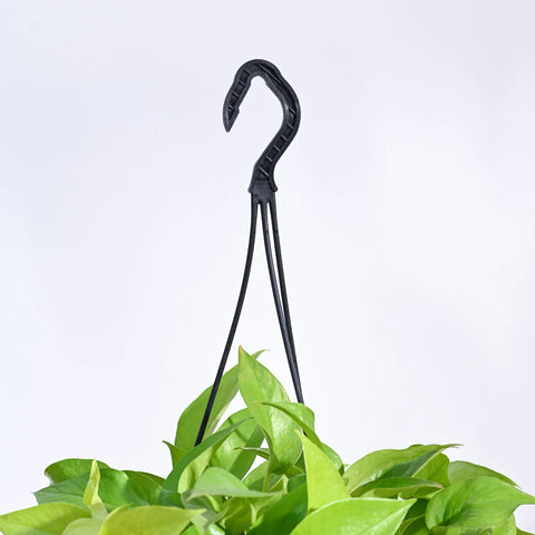 Money Plant Golden