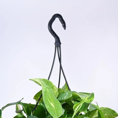 Money Plant Variegated