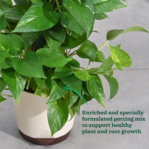 Money Plant Variegated XL