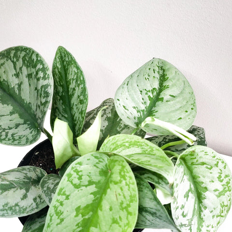 Scindapsus Pictus Exotica - Silver Pothos