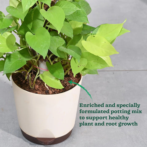 Money Plant Golden XL