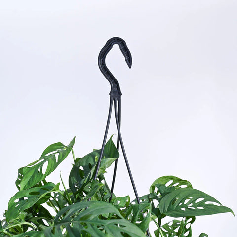 Philodendron Broken Heart