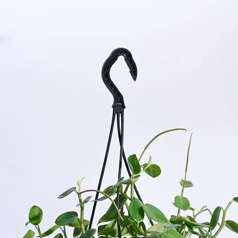 Peperomia Obtusifolia - Green