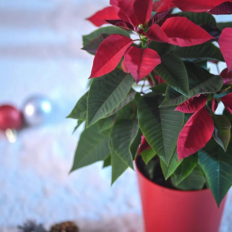 Poinsettia Red
