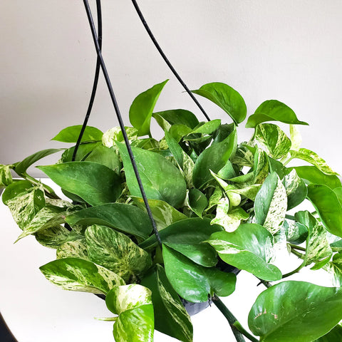 Money Plant Marble